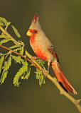 Image. Pyrrhuloxia