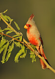 Image. Pyrrhuloxia