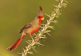 Image. Pyrrhuloxia