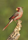 Image. Pyrrhuloxia