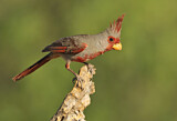 Image. Pyrrhuloxia