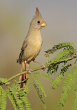 Image. Pyrrhuloxia