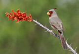 Image. Pyrrhuloxia