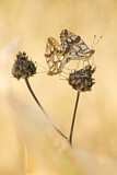 Image. Queen of Spain Fritillary