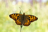 Image. Queen of Spain Fritillary