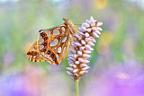 Image. Queen of Spain Fritillary