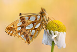 Image. Queen of Spain Fritillary