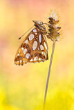Image. Queen of Spain Fritillary