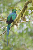 Image. Quetzal