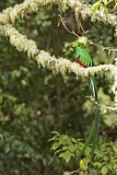 Image. Quetzal
