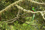 Image. Quetzal