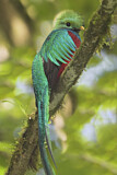 Image. Quetzal