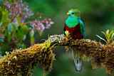 Image. Quetzal
