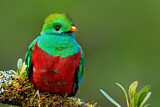 Image. Quetzal