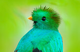 Image. Quetzal