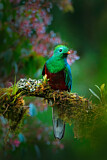 Image. Quetzal