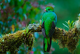 Image. Quetzal