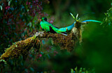 Image. Quetzal