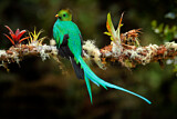 Image. Quetzal