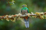 Image. Quetzal