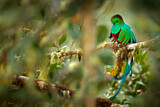 Image. Quetzal