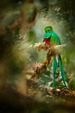 Image. Quetzal