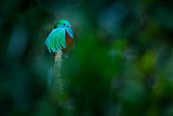 Image. Quetzal