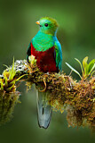 Image. Quetzal