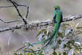Image. Quetzal