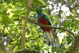 Image. Quetzal