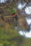 Image. Quetzal
