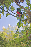 Image. Quetzal