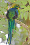 Image. Quetzal