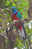 Image. Quetzal