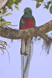 Image. Quetzal