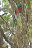 Image. Quetzal