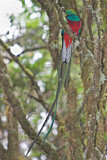 Image. Quetzal