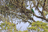 Image. Quetzal