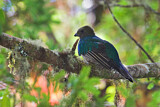 Image. Quetzal