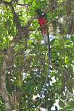 Image. Quetzal