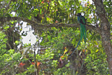 Image. Quetzal