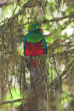 Image. Quetzal