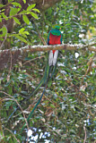 Image. Quetzal