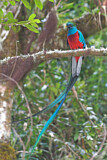Image. Quetzal