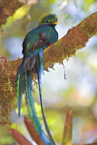 Image. Quetzal