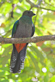 Image. Quetzal