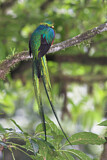 Image. Quetzal