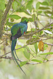 Image. Quetzal