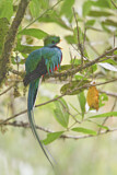 Image. Quetzal
