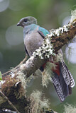 Image. Quetzal